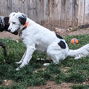 Border collie best sale english setter mix