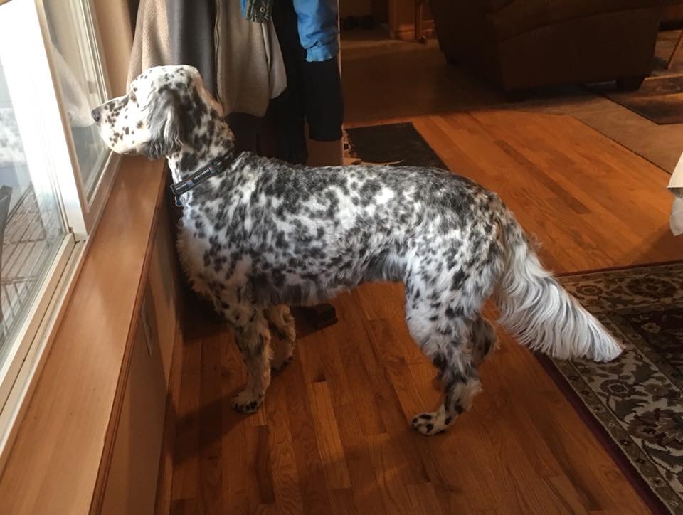 Bench best sale english setter