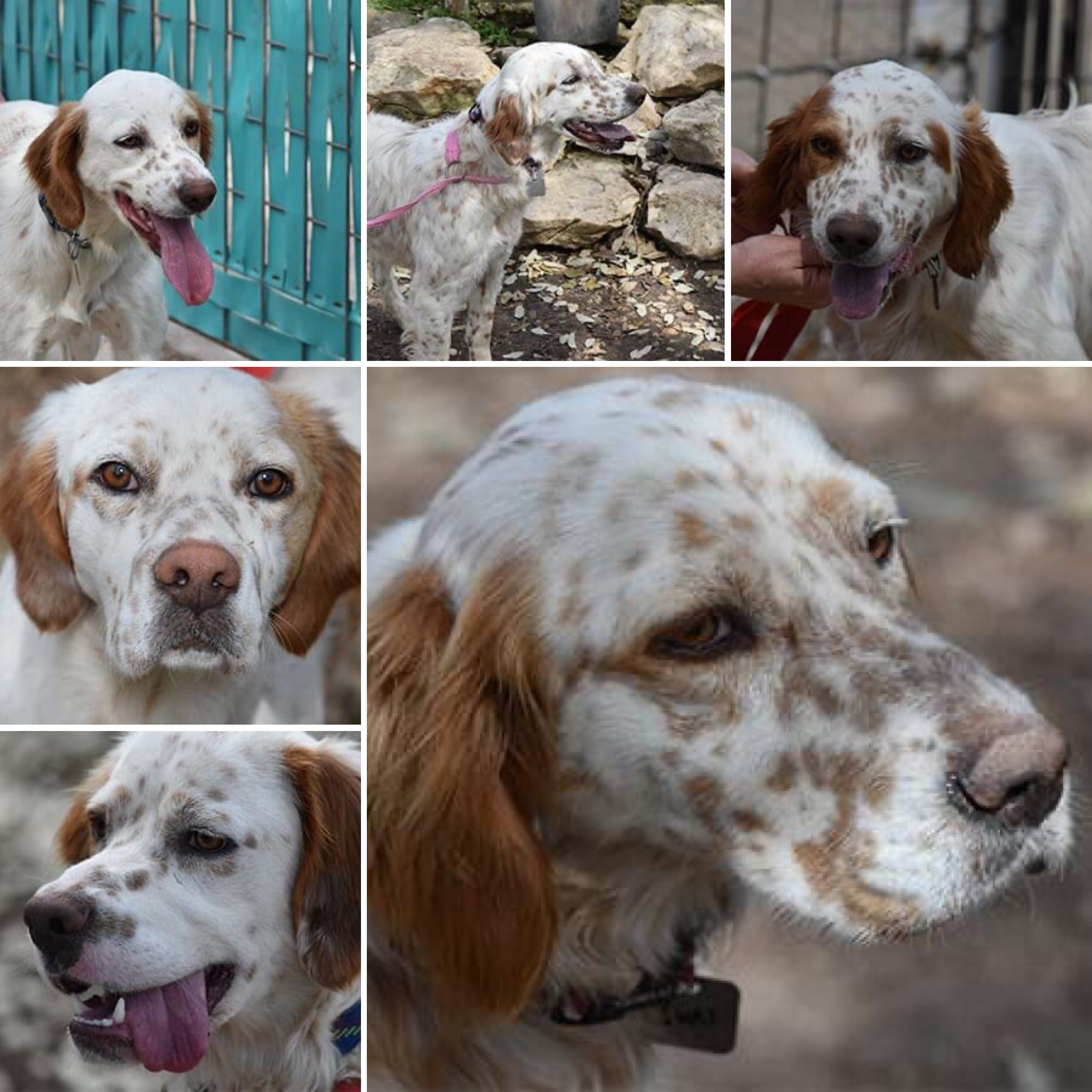 Six Sweet Setters Southwest English Setter Rescue