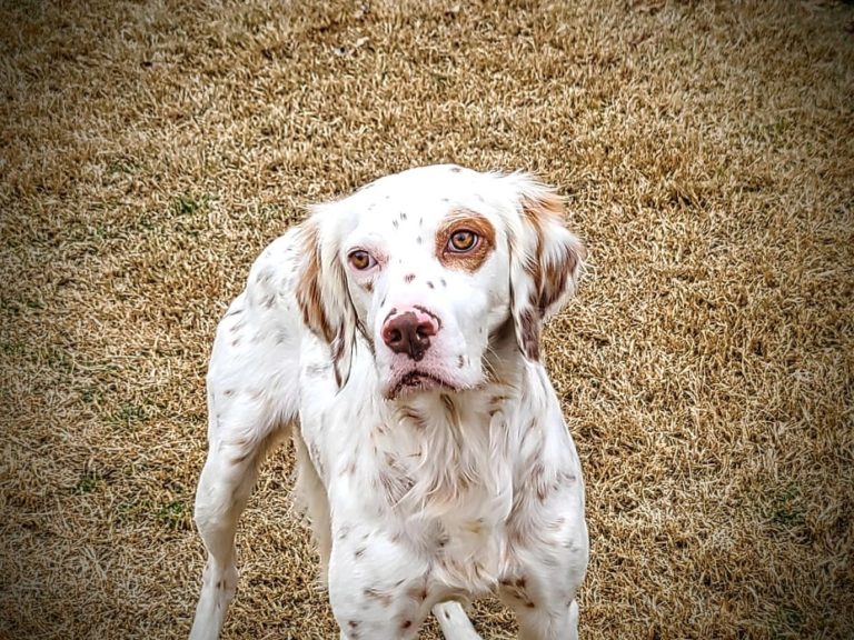 Tj Southwest English Setter Rescue