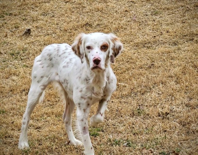 Tj Southwest English Setter Rescue