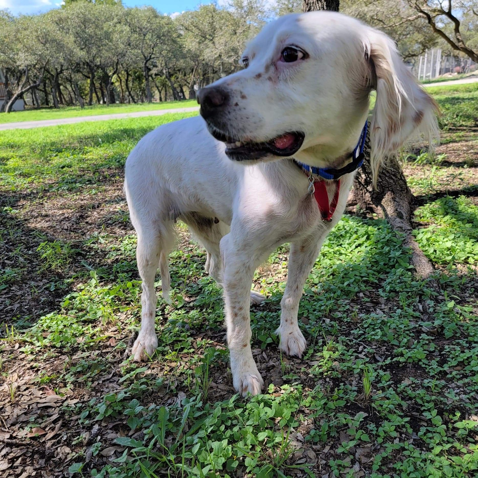 Daisy - Just Rescued - Southwest English Setter Rescue