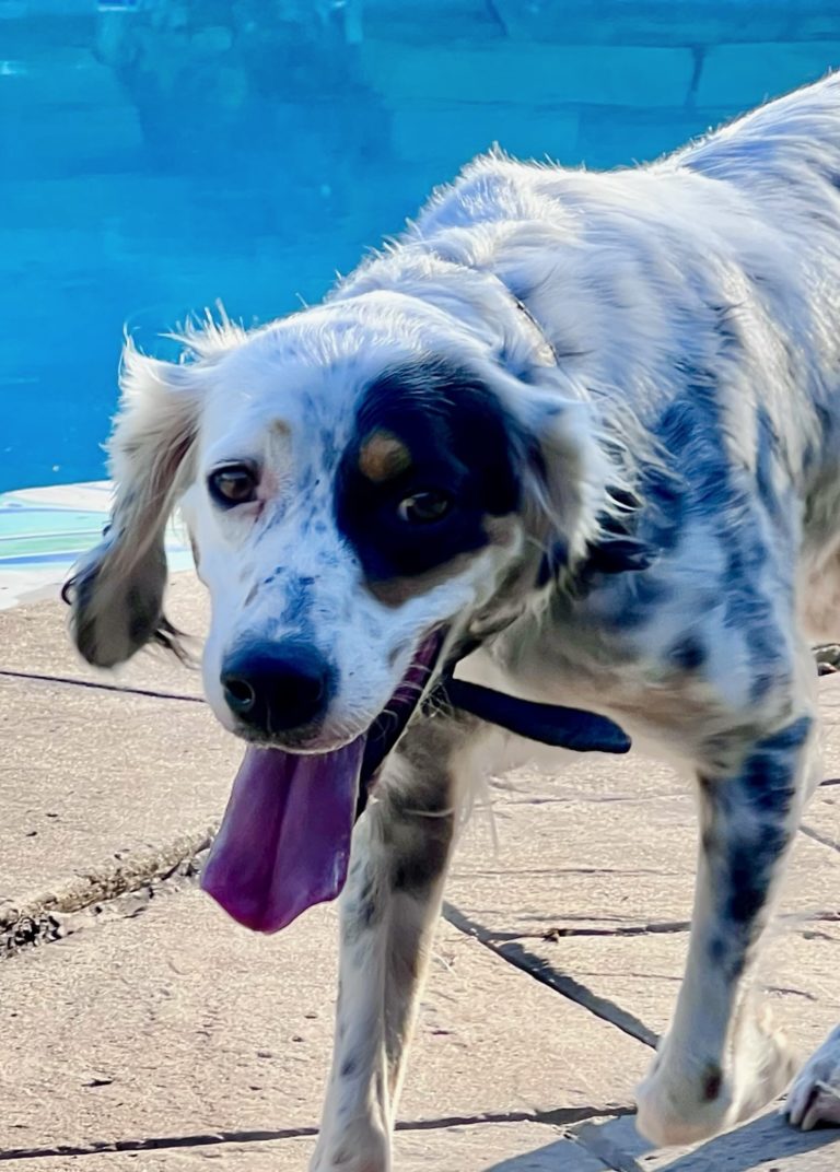 Katy In A Foster To Adopt Home Southwest English Setter Rescue
