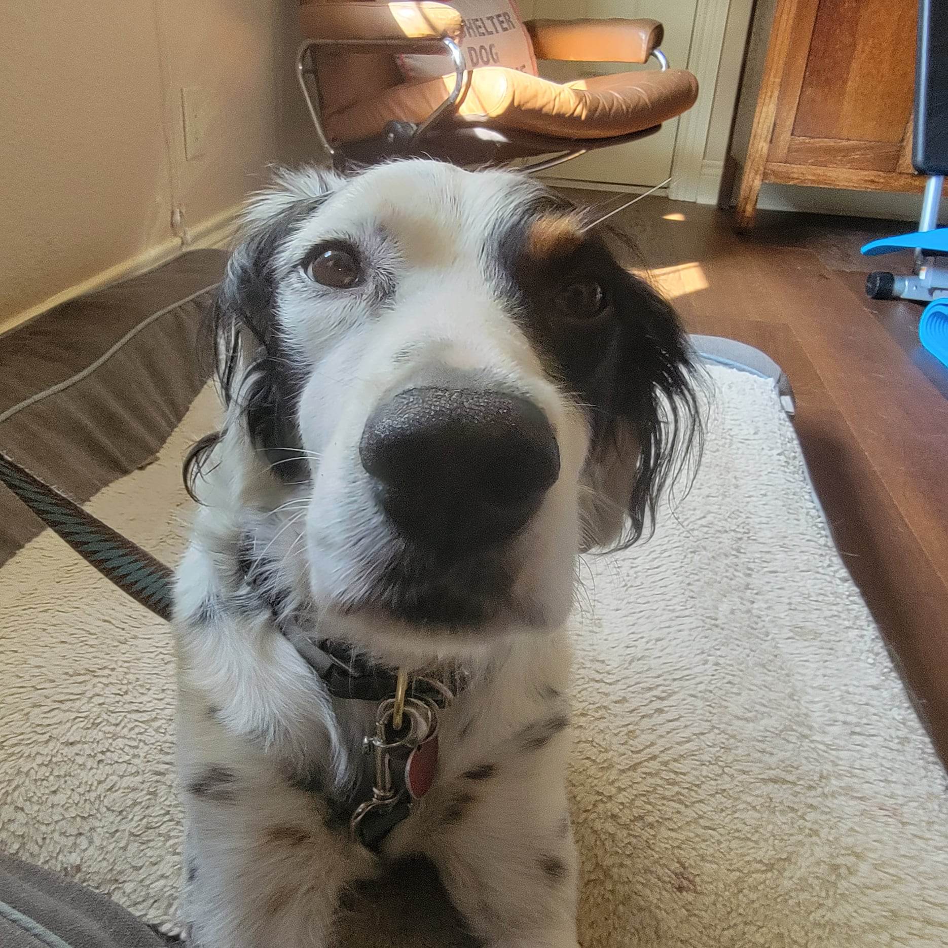 Liam Southwest English Setter Rescue