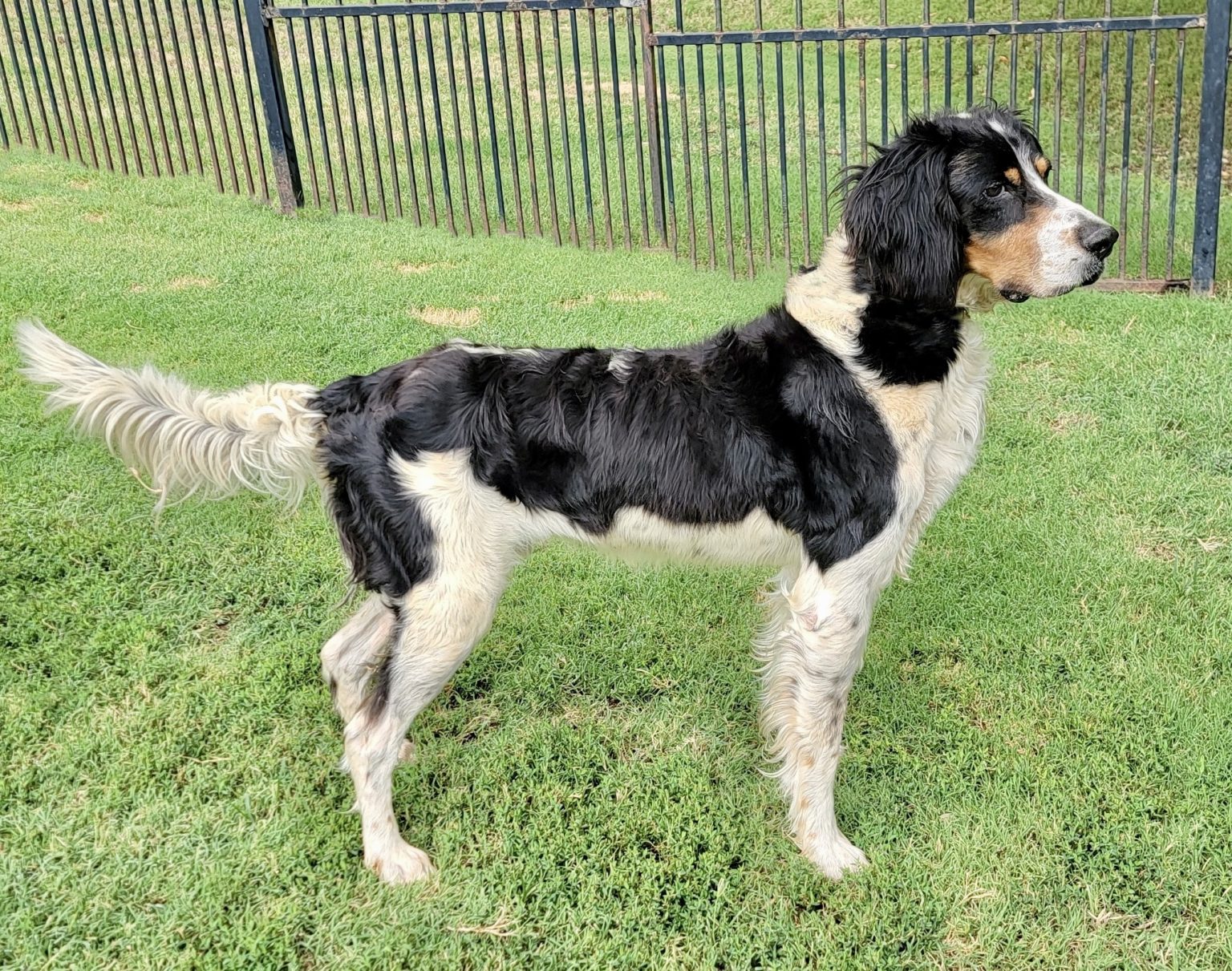 Home Southwest English Setter Rescue