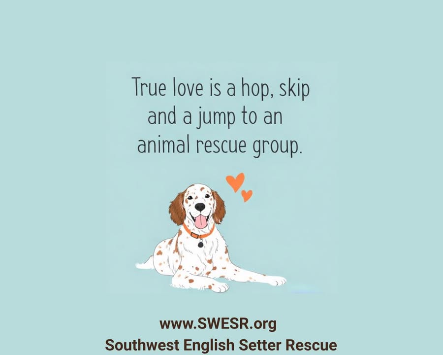 Southwest English Setter Rescue