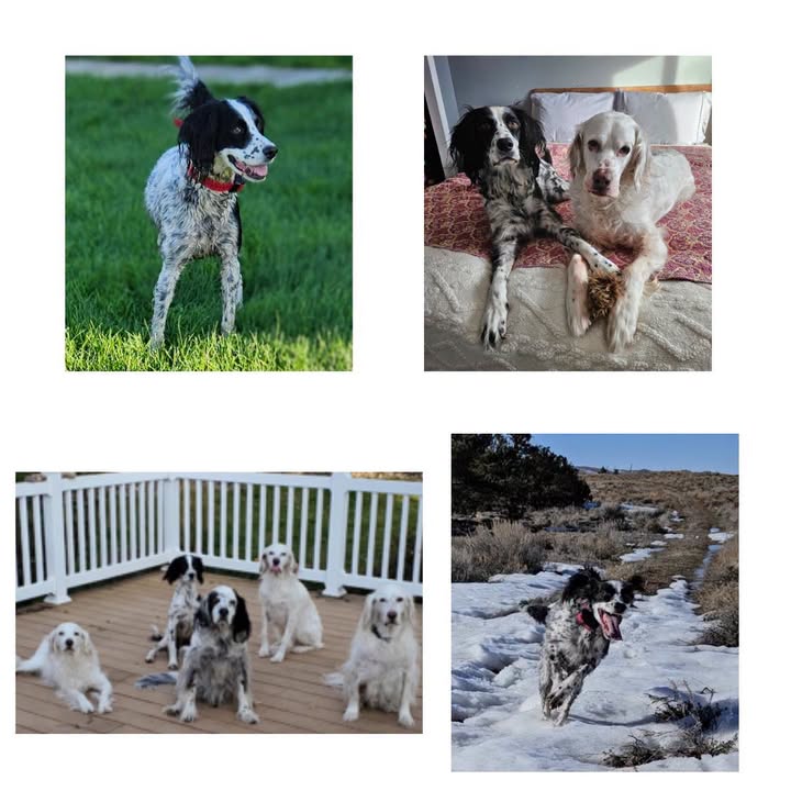 Southwest English Setter Rescue
