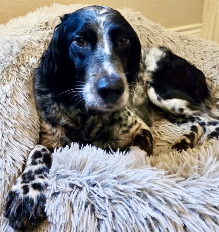 Southwest English Setter Rescue