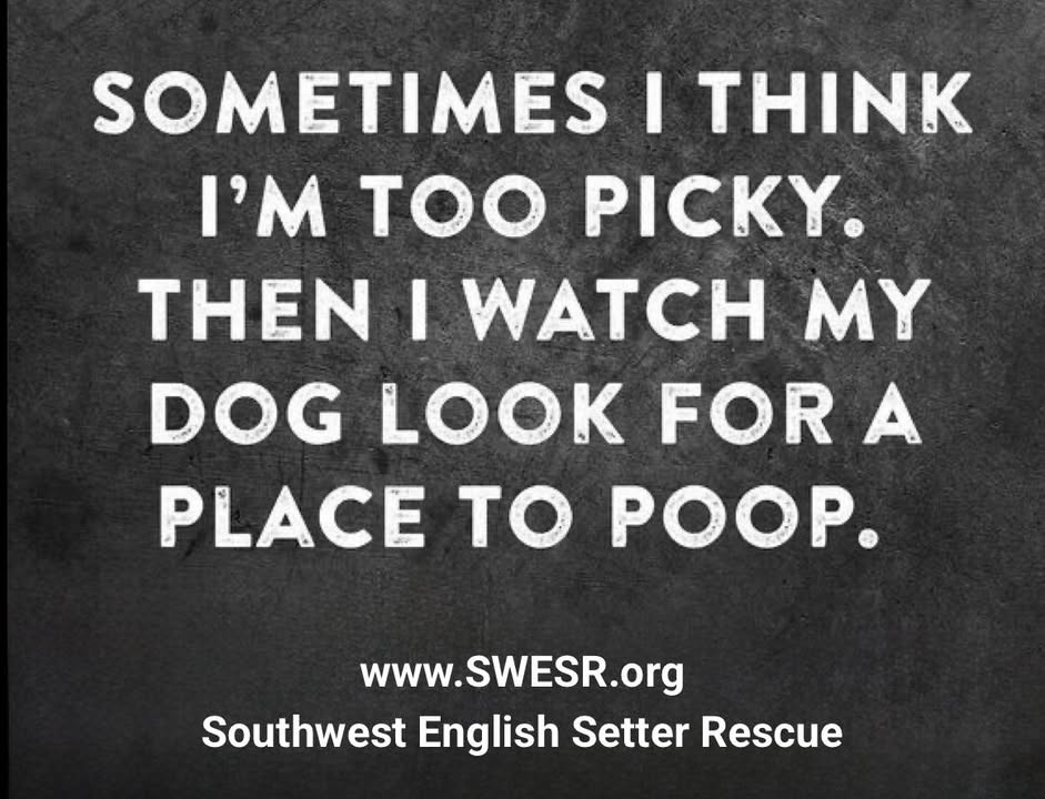 Southwest English Setter Rescue