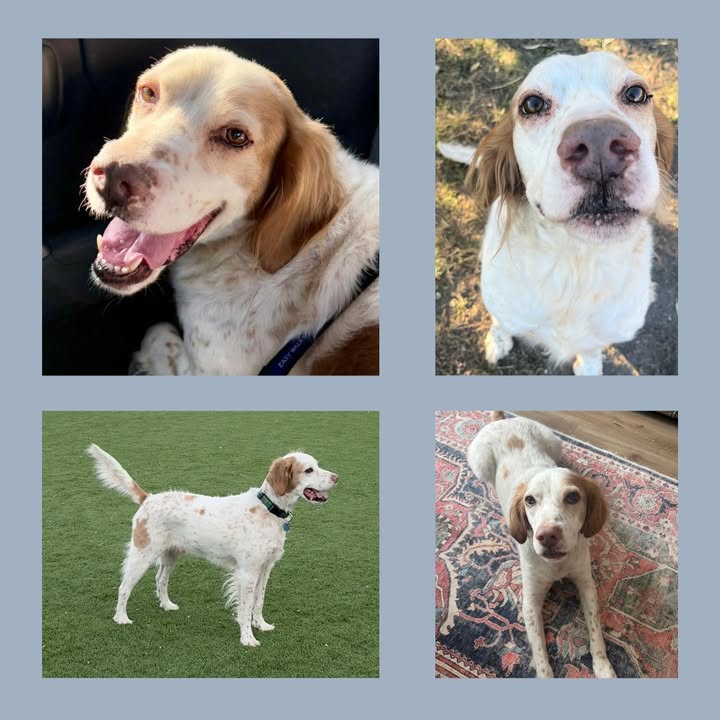 Southwest English Setter Rescue