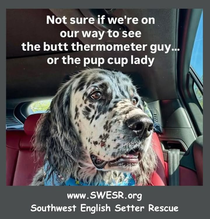 Southwest English Setter Rescue