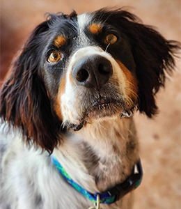 Southwest English Setter Rescue