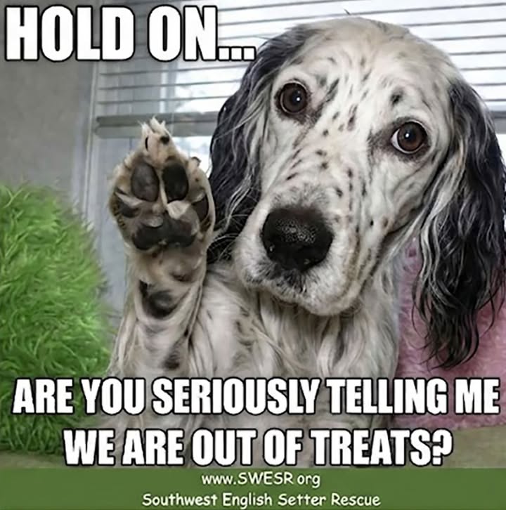 Southwest English Setter Rescue