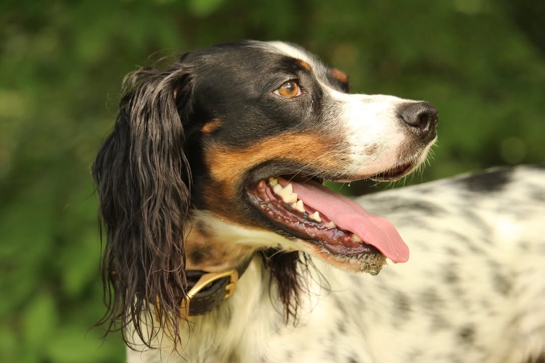 Southwest English Setter Rescue