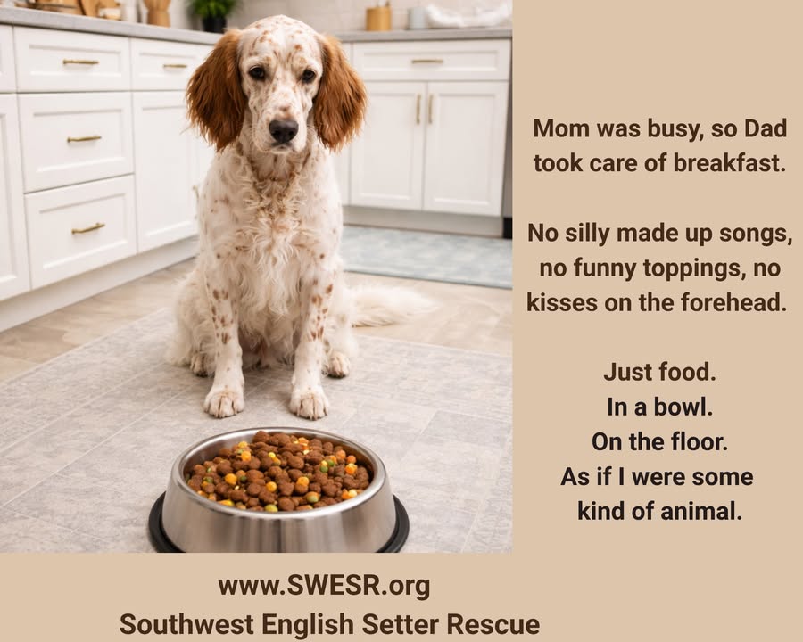 Southwest English Setter Rescue