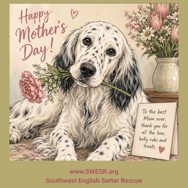Southwest English Setter Rescue
