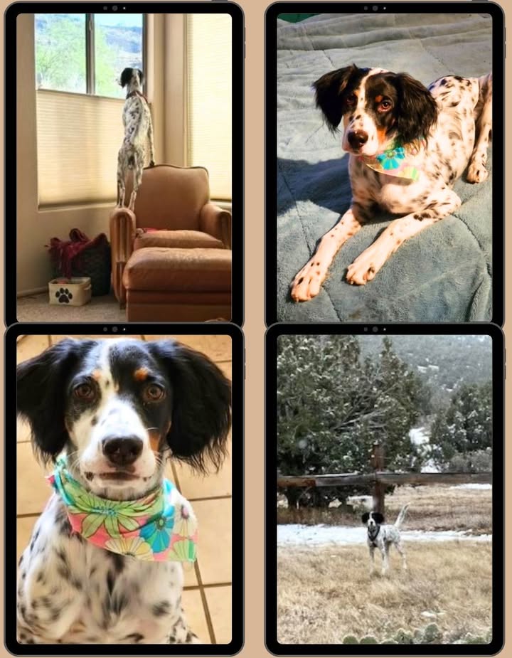 Southwest English Setter Rescue