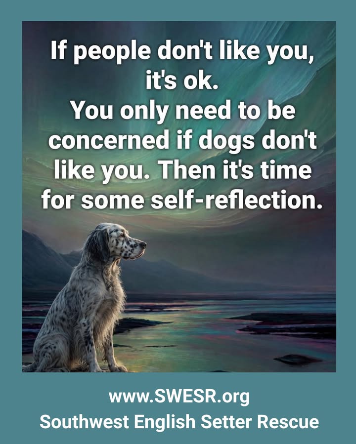 Southwest English Setter Rescue