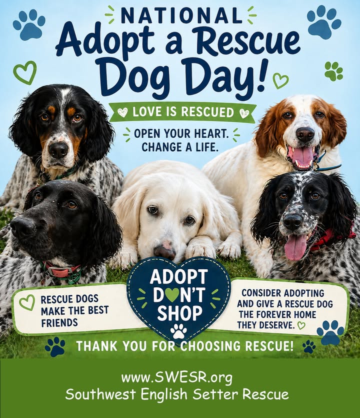 Southwest English Setter Rescue