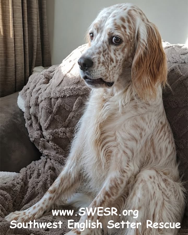 Southwest English Setter Rescue