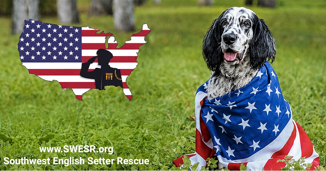 Southwest English Setter Rescue