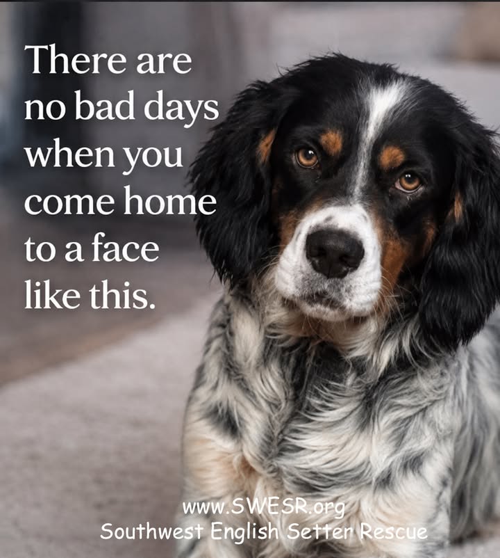 Southwest English Setter Rescue