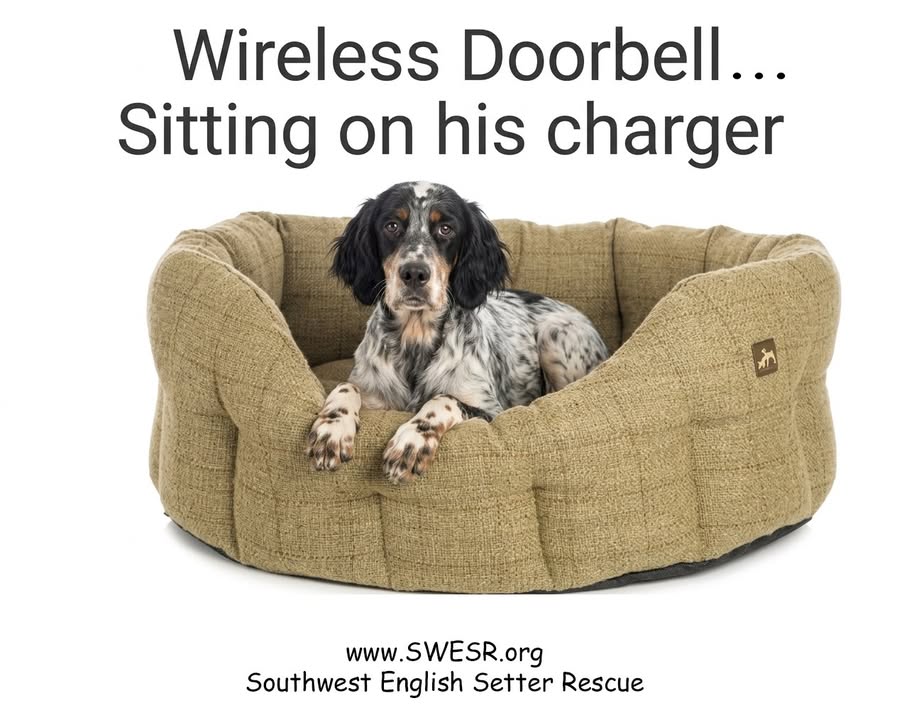 Southwest English Setter Rescue