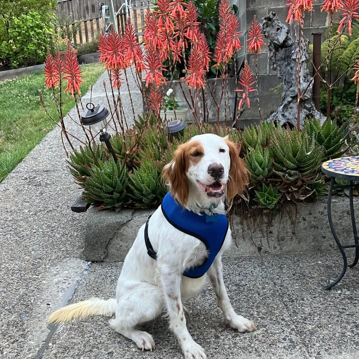 Southwest English Setter Rescue