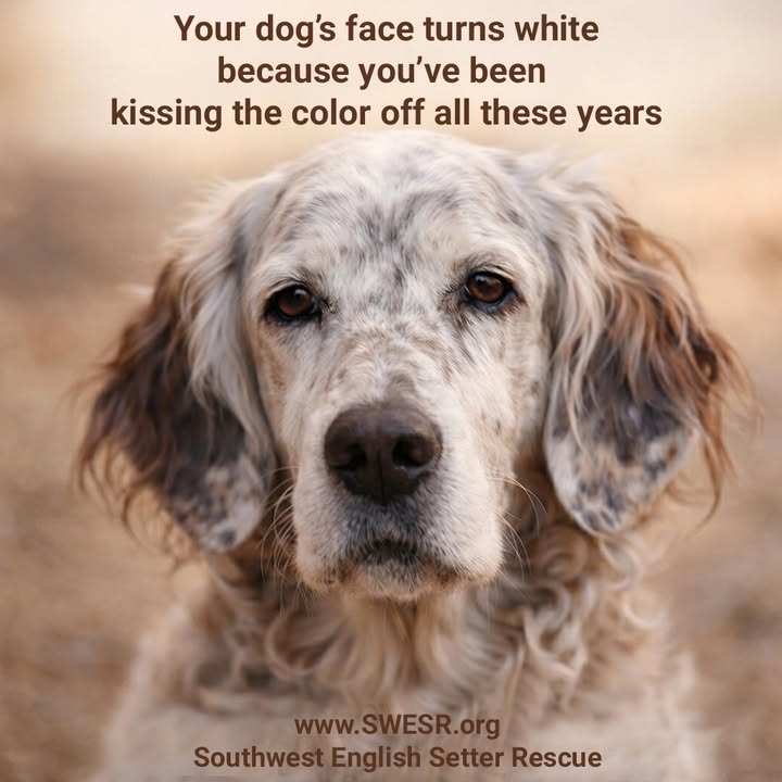 Southwest English Setter Rescue