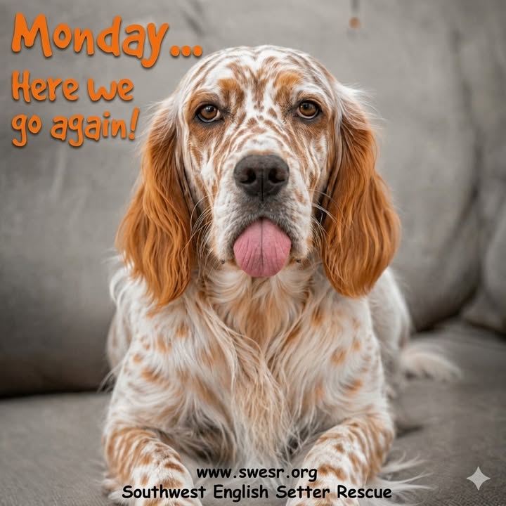 Southwest English Setter Rescue