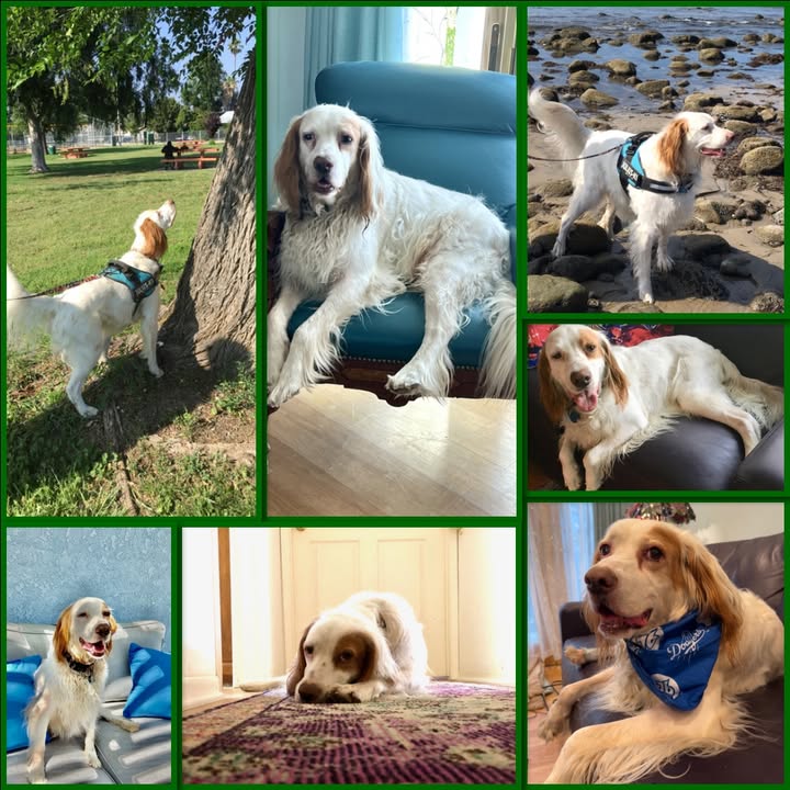 Southwest English Setter Rescue
