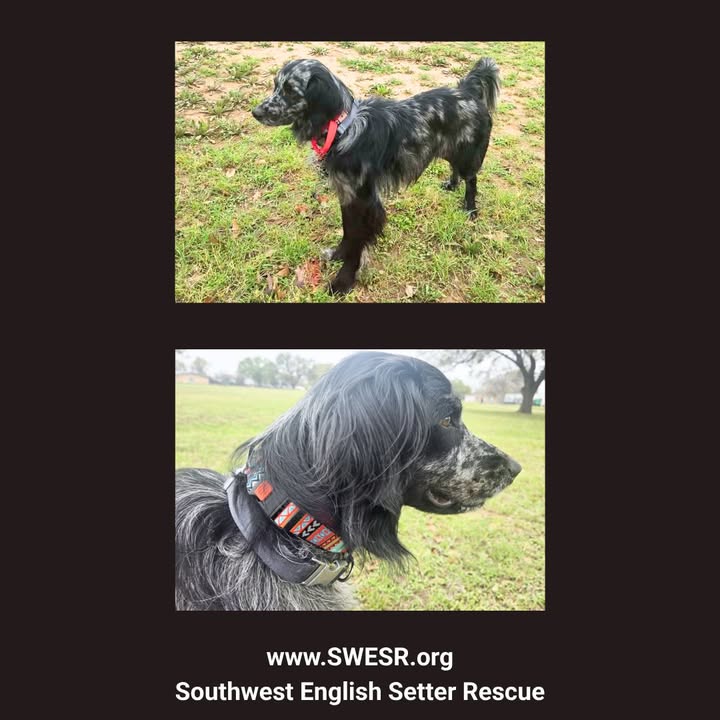 Southwest English Setter Rescue