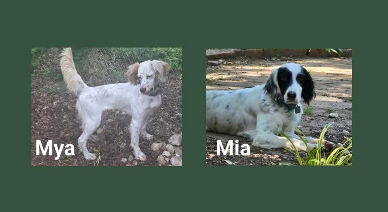 Southwest English Setter Rescue