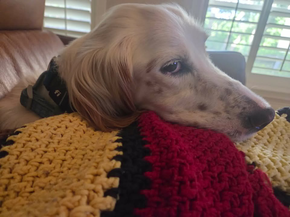 Southwest English Setter Rescue