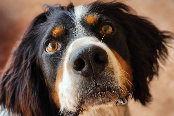 Southwest English Setter Rescue