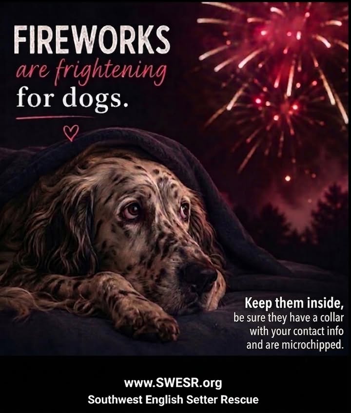 Southwest English Setter Rescue