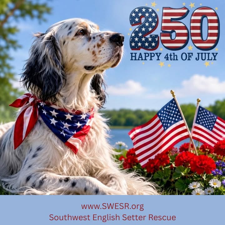 Southwest English Setter Rescue