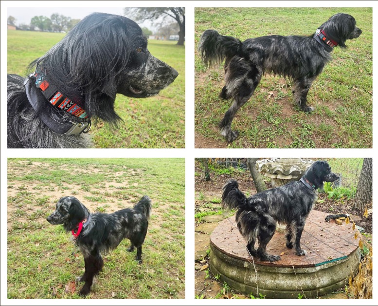 Southwest English Setter Rescue
