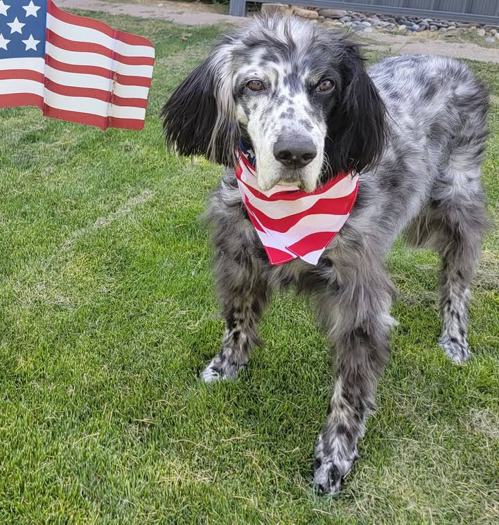 Southwest English Setter Rescue