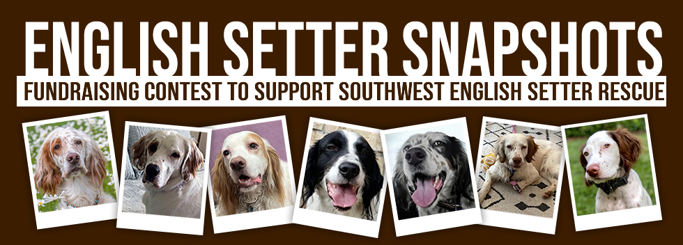 Southwest English Setter Rescue